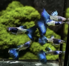 Guppy poecilia ret for sale  LONDON