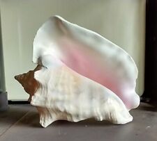 Seashell natural real for sale  Winthrop