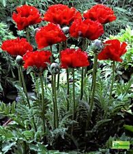 Seeds turkish poppy for sale  Shipping to Ireland