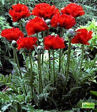 Samen türkischer mohn gebraucht kaufen  Speckhorn