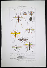 1831,PRETRE ORIGINAL ENGR. FINE ANTIQUE WATERCOLOUR SUPERB DIPTERA XQ3 for sale  Shipping to South Africa