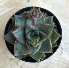 Echeveria purpusorum comes for sale  San Marcos
