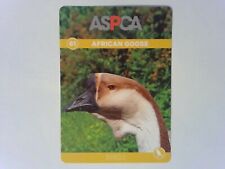 African goose bird for sale  Saint Louis
