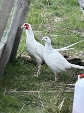 White pheasant hatching for sale  BARNARD CASTLE
