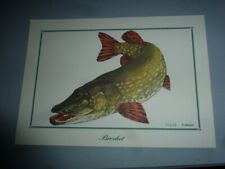 Ancienne lithographie poisson d'occasion  Moncoutant