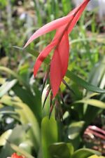 Billbergia windii queens for sale  HORSHAM