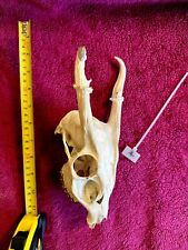 Muntjac buck skull for sale  HIGH WYCOMBE