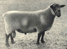 Sheep. suffolk shearling for sale  LONDON