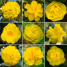 Yellow camellia shrub for sale  UK