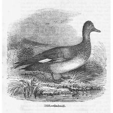 Birds gadwall duck for sale  Shipping to Ireland