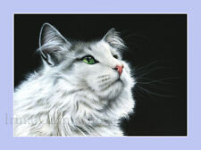 Ragdoll cat noble for sale  UK