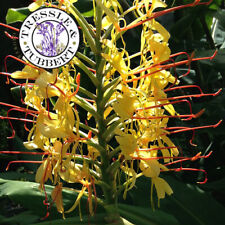 Rare hedychium gardnerianum d'occasion  Expédié en France