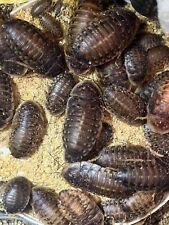 Dubia roaches live for sale  Katy