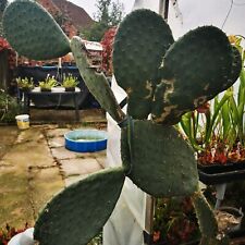 Opuntia ficus indica for sale  NORWICH