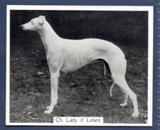 Greyhound original champion for sale  KEIGHLEY