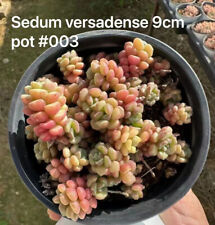 Sedum versadense for sale  Ireland