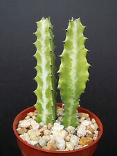 Euphorbia lactea dragon for sale  Miami