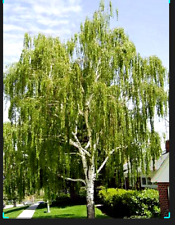 weeping birch tree for sale  Brooklyn