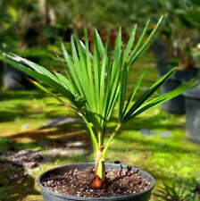 Trachycarpus hybrid wagnerianu for sale  Shipping to Ireland