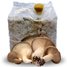 Kit coltivazione funghi usato  Corato