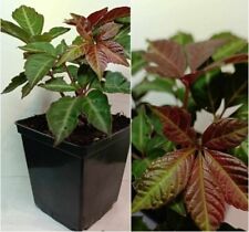 Parthenocissus henryana plants for sale  RAMSGATE