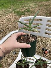 Aloe cremnophila pot for sale  Houston
