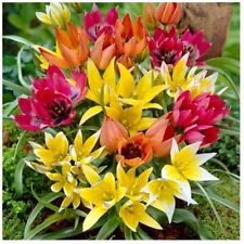 Tulips dwarf bulbs for sale  MELTON MOWBRAY