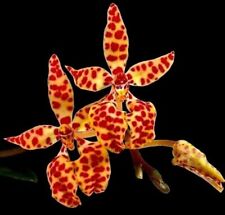 Wondeful species renanthera for sale  Conroe