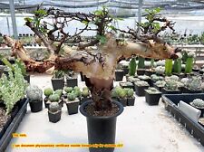 Commiphora kataf big for sale  Shipping to Ireland