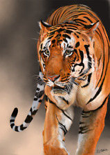 Tiger original limited for sale  LINCOLN