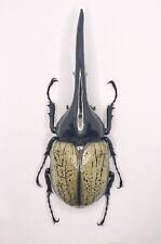 Entomology taxidermy dynastes usato  Roma