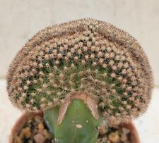 Echinocereus reichenbachii cre usato  Brindisi