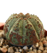 Euphorbia obesa puntini usato  Napoli