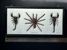 Tarantula spider scorpions for sale  Seattle