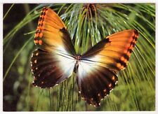Schmetterling morpho hecuba gebraucht kaufen  Backnang