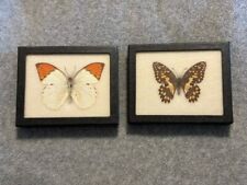 Pair butterflies mounted for sale  West Babylon