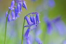 Bluebell bulbs 200 for sale  UK