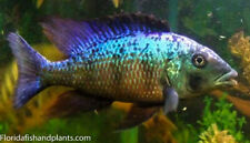 Fossorochromis rostratus afric for sale  Riverview