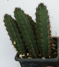Eriocereus jusbertii  rootstock grafting 4-6  cm na sprzedaż  PL