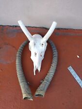 African waterbuck horns for sale  Miami