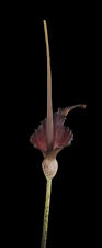 Amorphophallus stuhlmannii tuber Extremely Rare na sprzedaż  PL