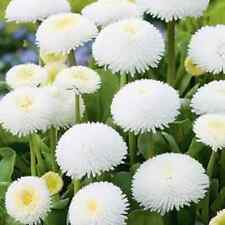 Daisy english bellis for sale  Phoenix