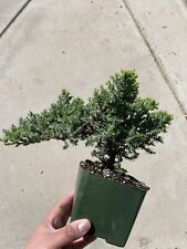 Juniper bonsai tree for sale  Norco