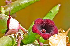 5 Huernia pendulum semi seeds Stapelia desert orchid rare no Pseudolithos Orbea for sale  Shipping to South Africa
