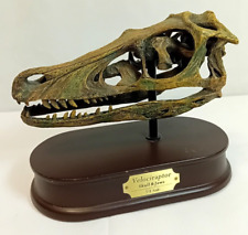 dinosaur skull for sale  KIDDERMINSTER