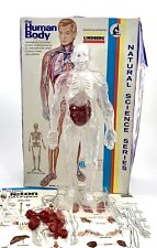 Human body model for sale  Broken Arrow