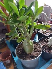 Wüstenrose pflanze adenium gebraucht kaufen  Wüstenrot