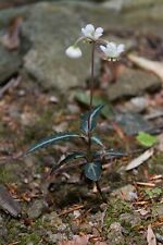 Striped wintergreen for sale  Coalmont