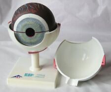 Anatomical eyeball model for sale  LONDON