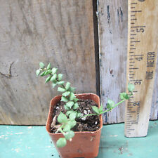 Dischidia ruscifolia - Million Hearts!, used for sale  Shipping to South Africa